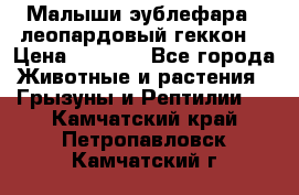 Малыши эублефара ( леопардовый геккон) › Цена ­ 1 500 - Все города Животные и растения » Грызуны и Рептилии   . Камчатский край,Петропавловск-Камчатский г.